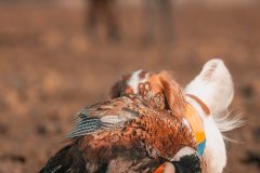 Pixel-och-Fasanen-scaled