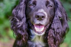 Sprite (Mothers Dogs Amandas Spirit)